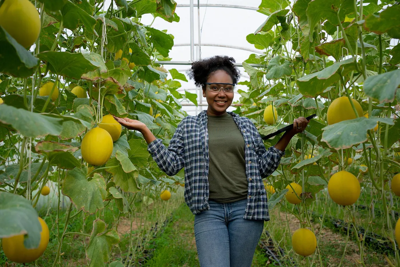 Grower in a melon greenhouse holding a tablet running Producepak
