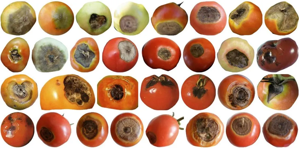 Grid of tomatoes showing rot, mould and blossom-end defects used to train fresh produce AI inspection